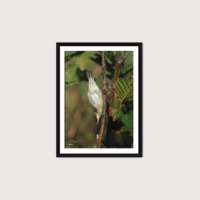 Fuglar Okkara plakat A4 - Image 1