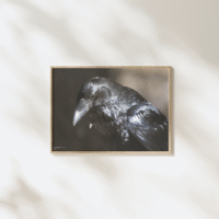 Fuglar Okkara Plakat A2 - Image 2