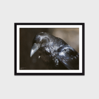 Fuglar Okkara Plakat A2 - Image 1