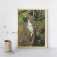 Fuglar Okkara plakat A4 - Image 2