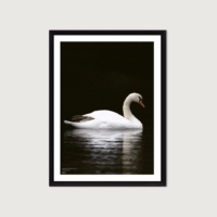 Fuglar Okkara Plakat A3